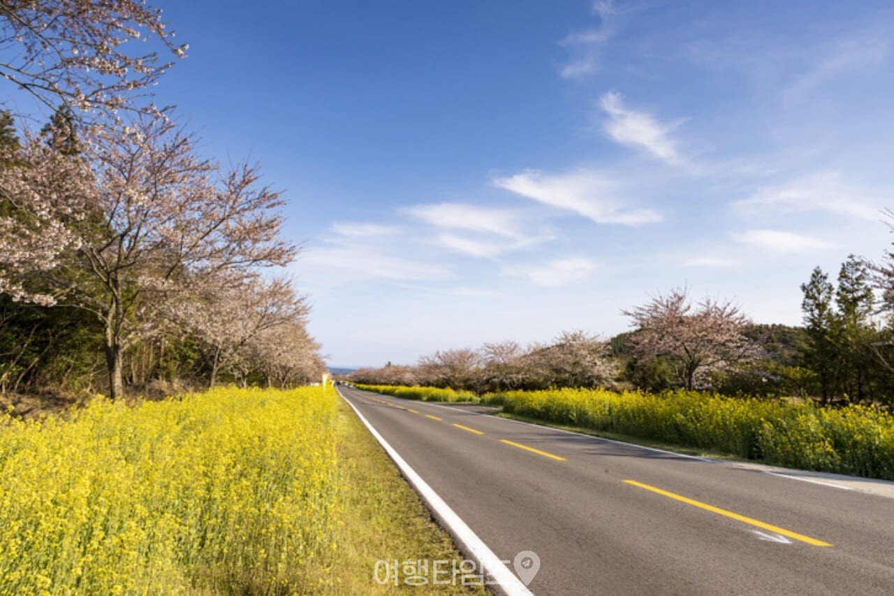 제주 유채꽃 벚꽃 명소 가시리 / 사진=게티이미지뱅크