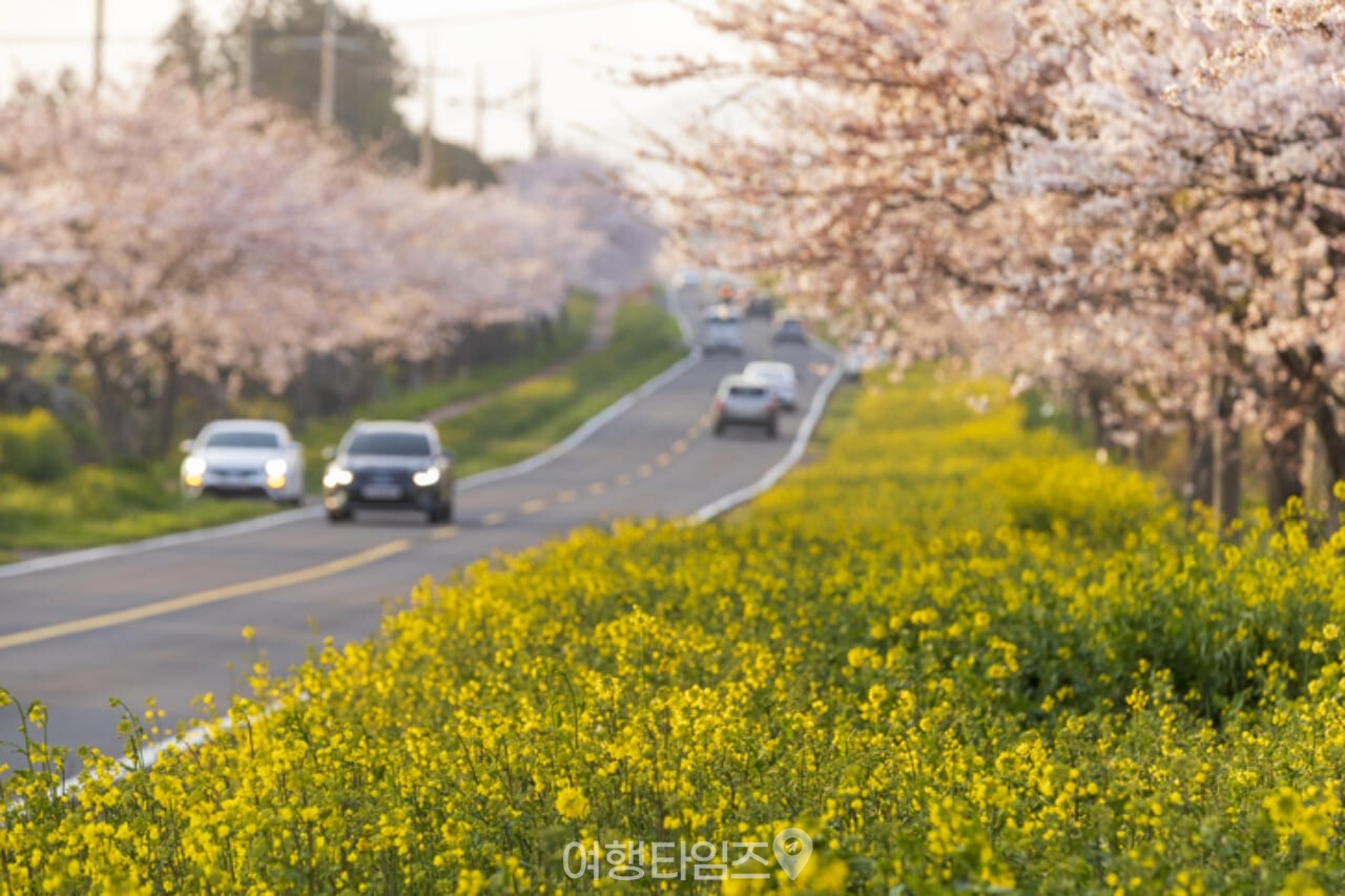 제주 유채꽃 벚꽃 명소 가시리 / 사진=게티이미지뱅크