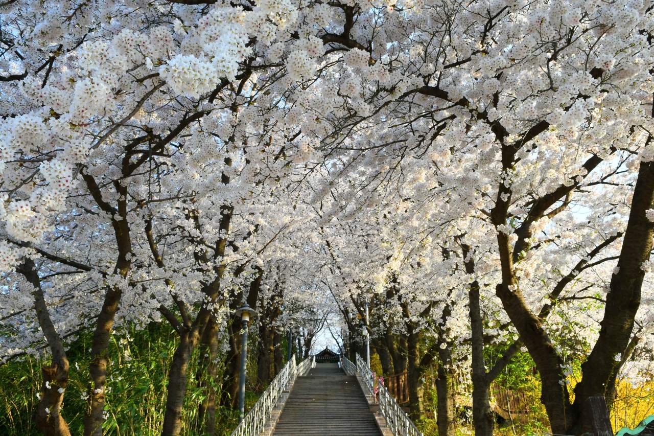 남산공원 벚꽃