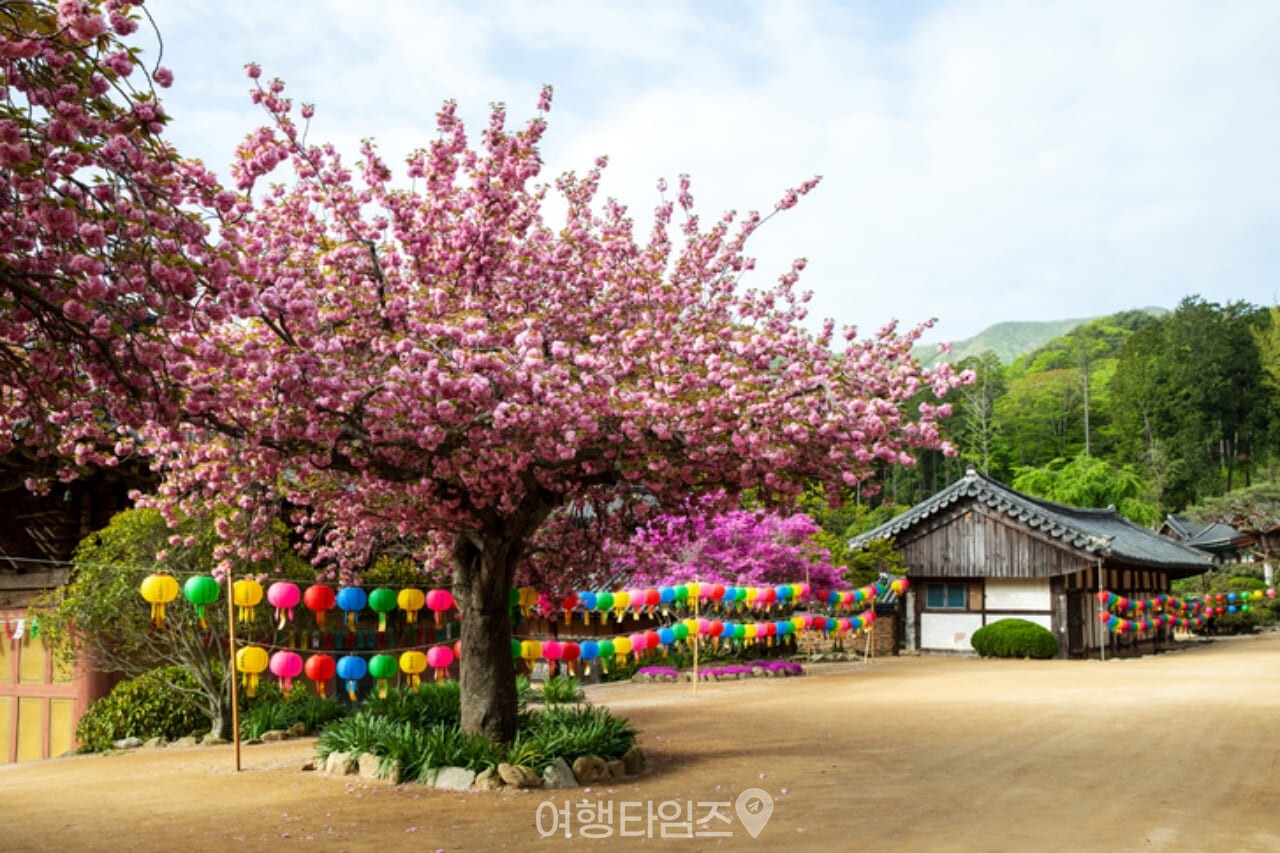 선암사 / 사진=게티이미지뱅크