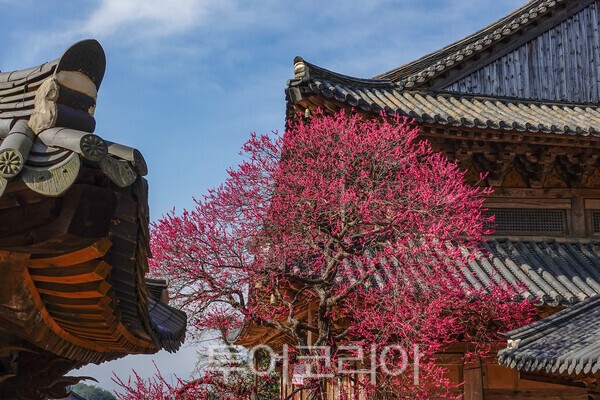 화엄사의 전통기와 지붕과  화엄매의 어울림  / 사진_투어코리아 유지훈 기자