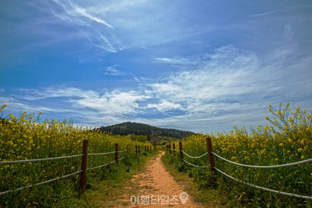 청산도 유채꽃 명소 / 사진=게티이미지뱅크