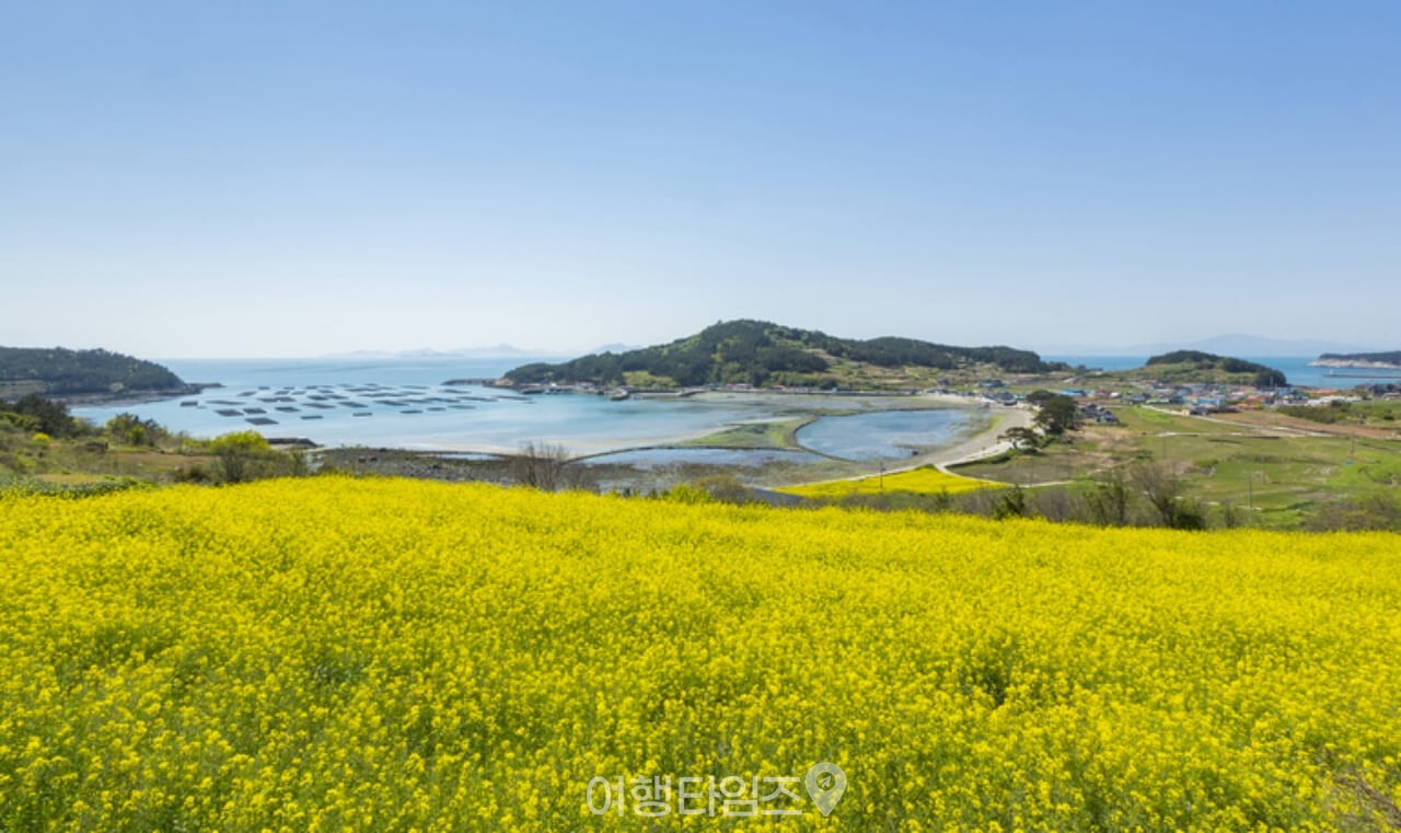 청산도 유채꽃 명소 / 사진=게티이미지뱅크