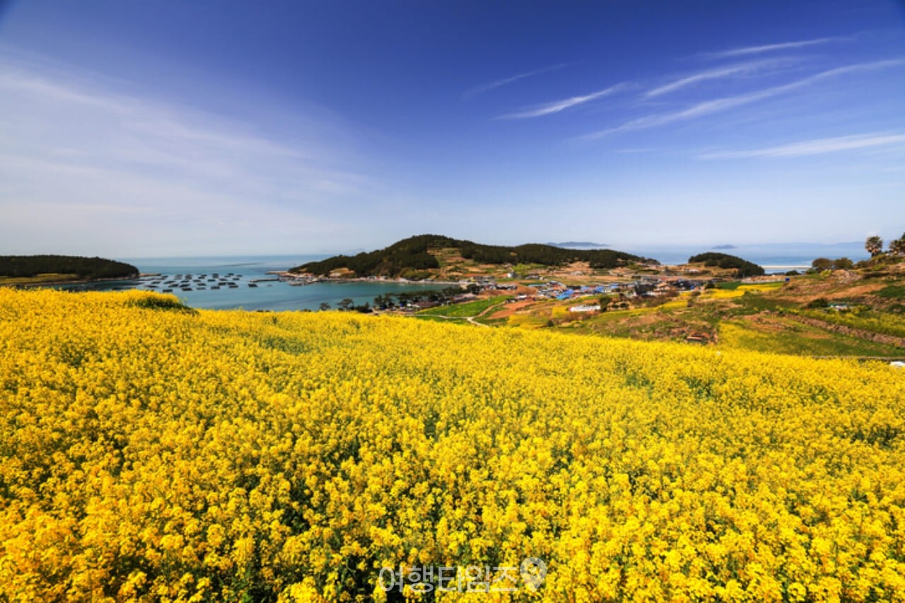 청산도 유채꽃 명소 / 사진=게티이미지뱅크