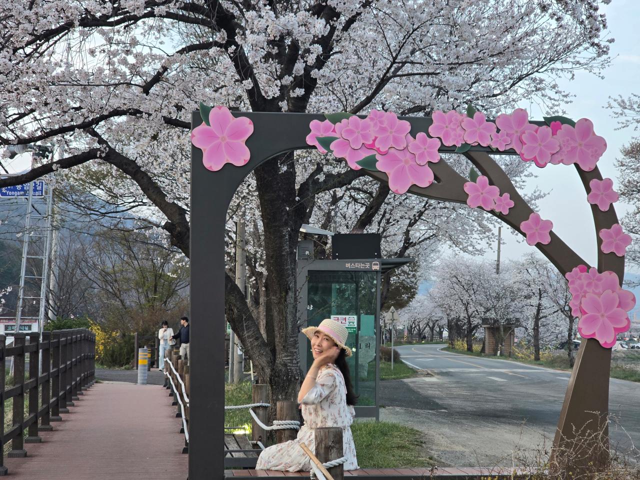 북면 위례 벚꽃길 / 사진=충남관광서포터즈(httpsblog.naver.comirisyyoung223830293205)