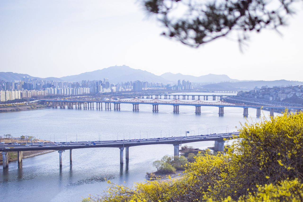 응봉산 개나리 가이드 / 사진=서울관광재단