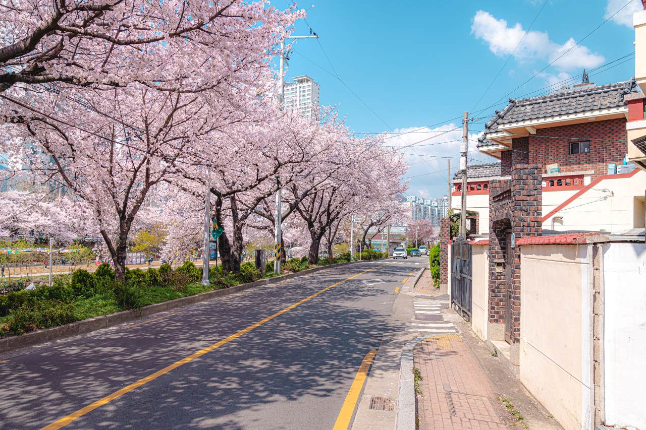 온천천 벚꽃길 / 사진=부산관광공사 써머트리
