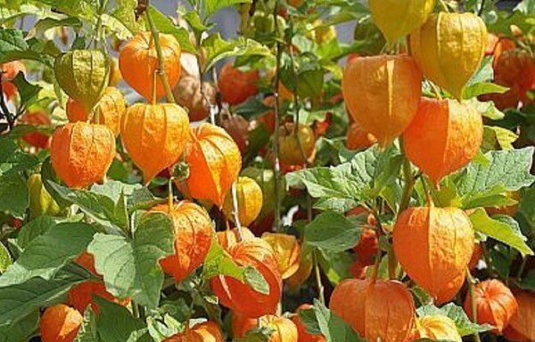 jardineriaon