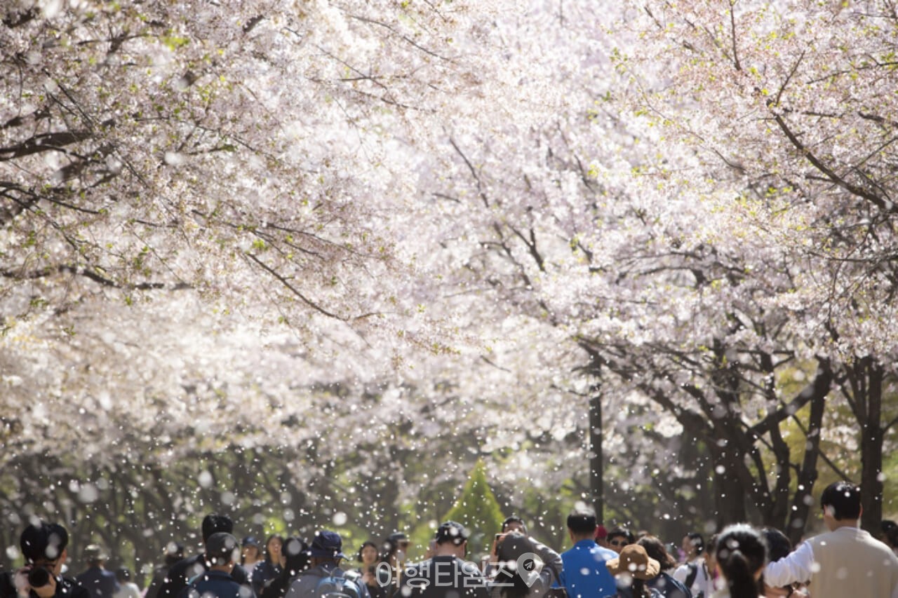 벚꽃 / 사진=게티이미지뱅크