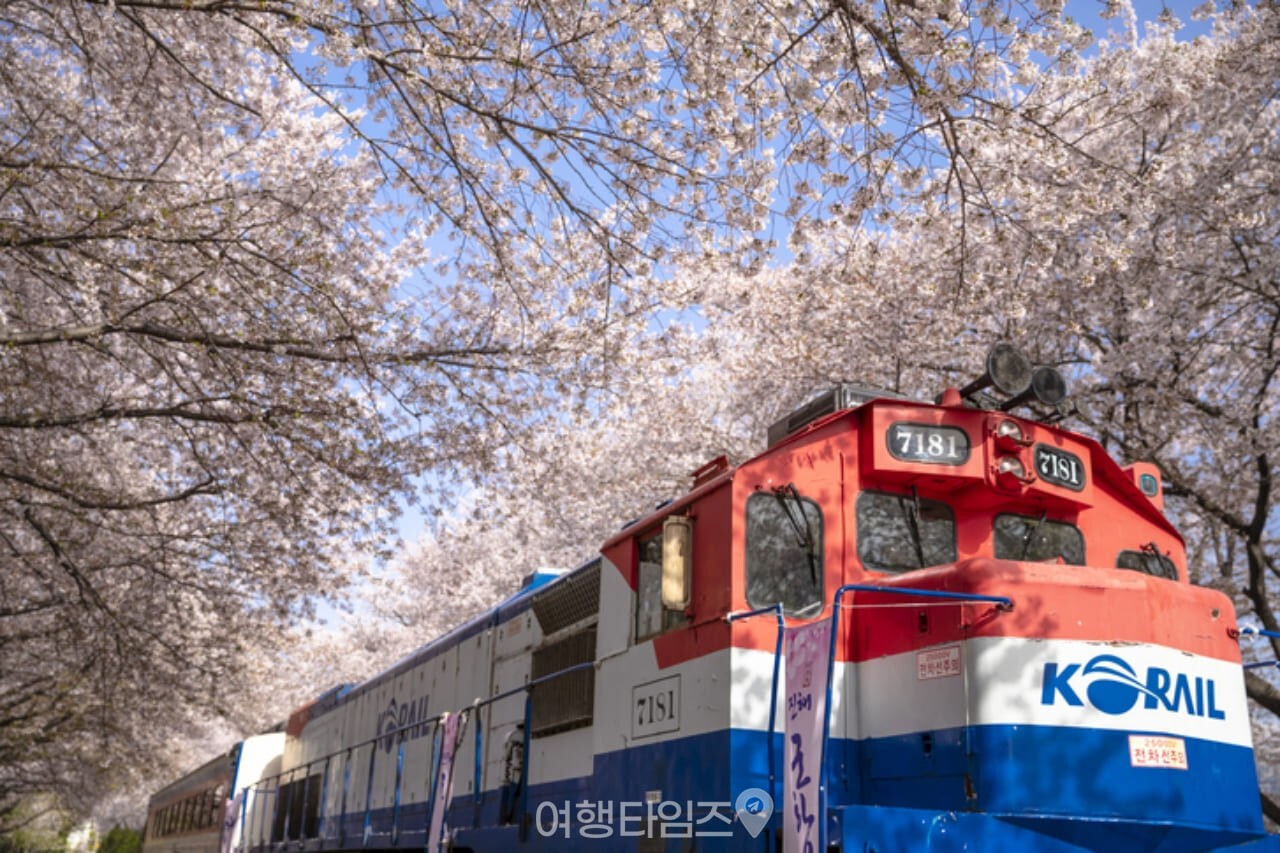 진해군항제 벚꽃 / 사진=게티이미지뱅크