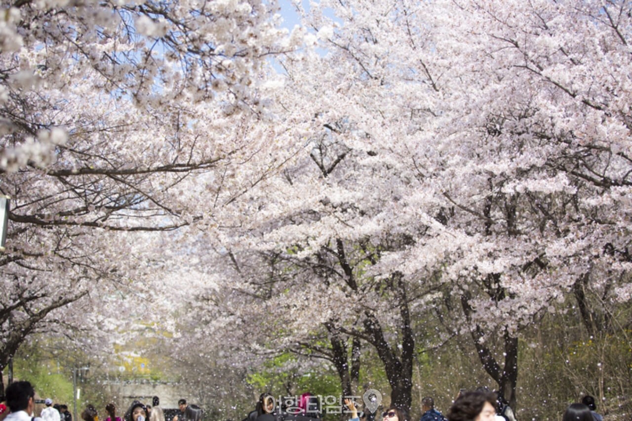 진해군항제 벚꽃 / 사진=게티이미지뱅크