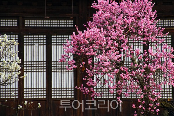 ​충무공 고택에 피어난 홍매화 풍경 / 사진_투어코리아 유지훈 기자