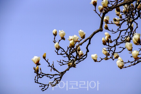 현충사 경내에 피어난 묵련꽃  / 사진_투어코리아 유지훈 기자