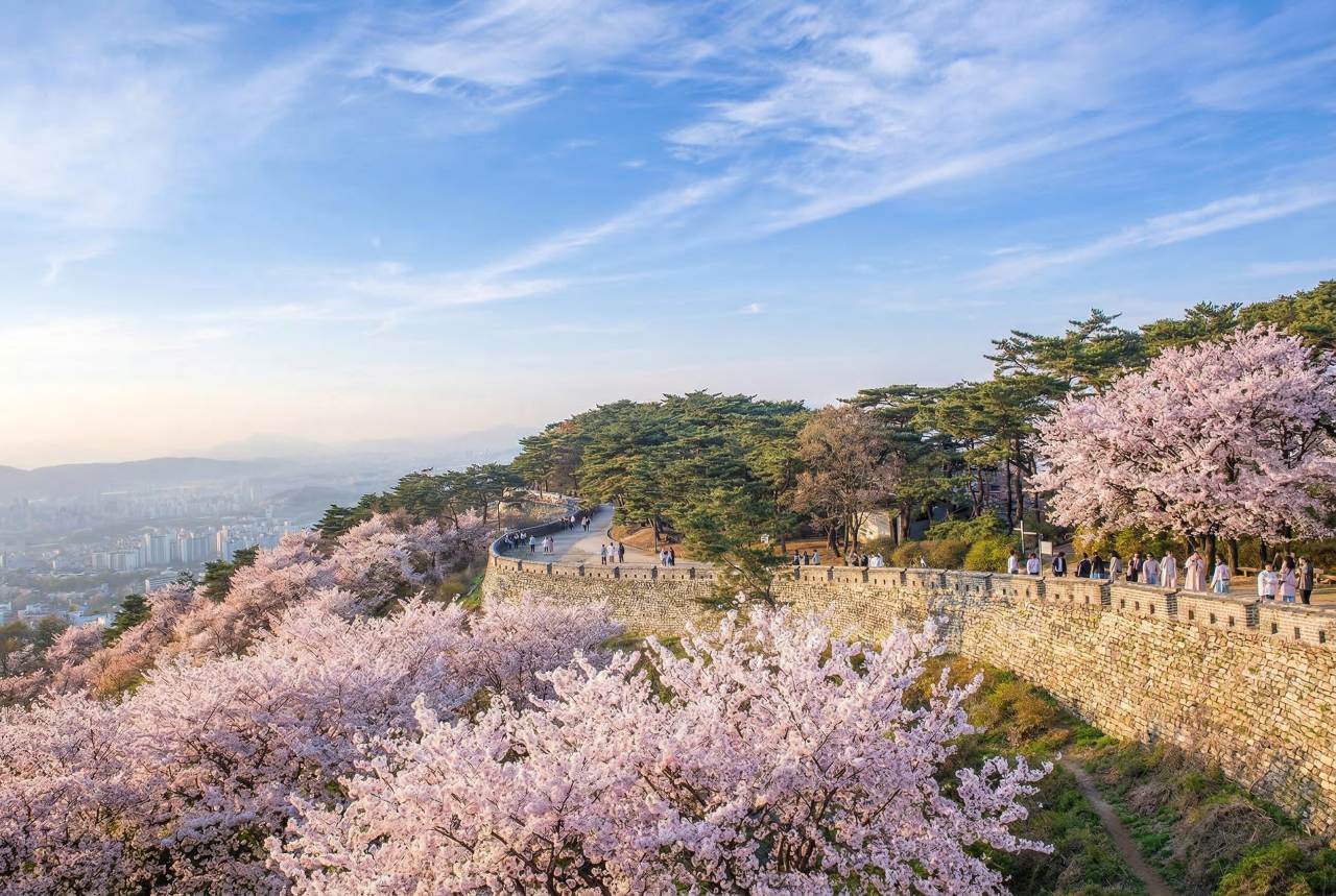 남한산성 벚꽃 / Designed by Freepik