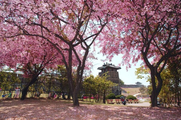 수원화성 벚꽃 / 사진=한국관광공사 포토코리아@송재근