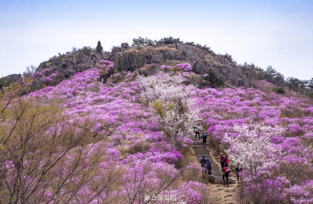 영취산 진달래 / 사진=게티이미지뱅크