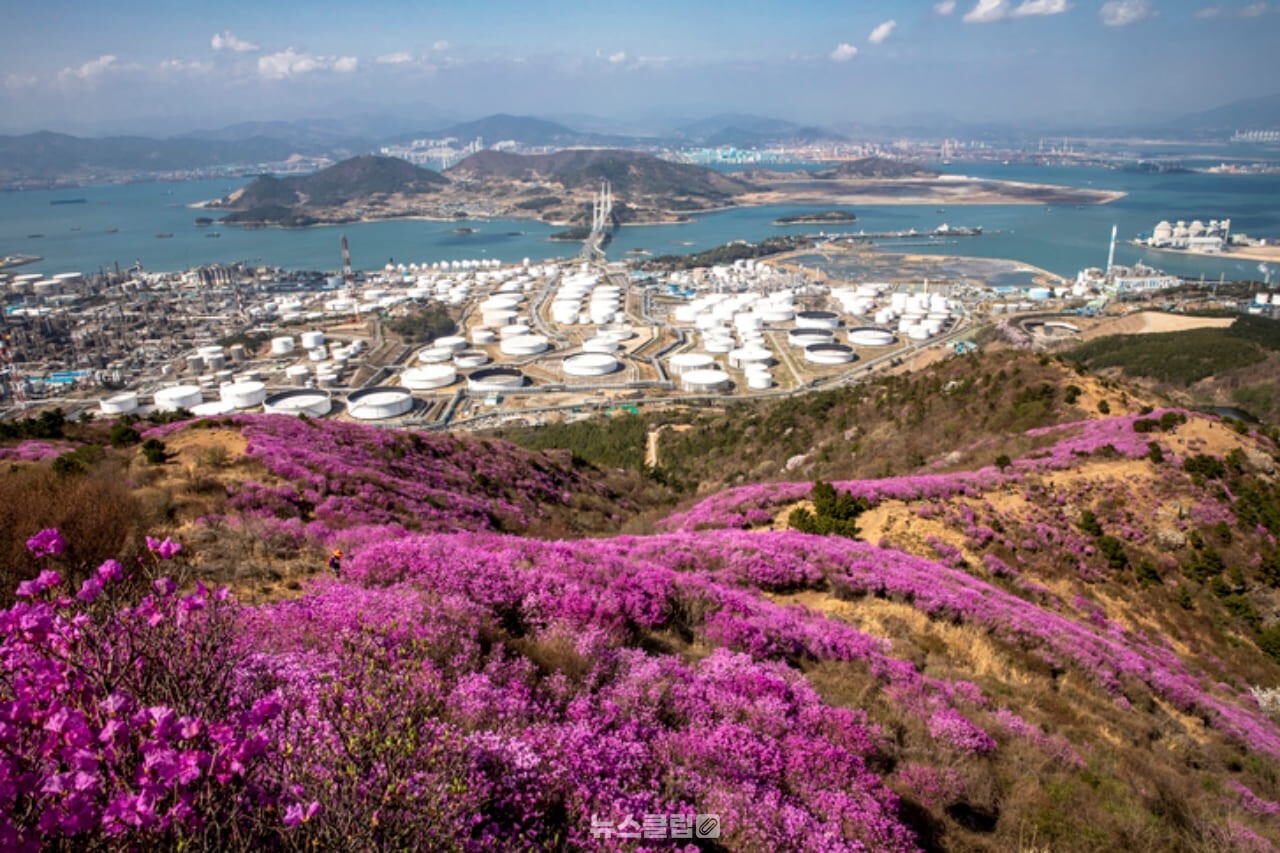 영취산 진달래 / 사진=게티이미지뱅크
