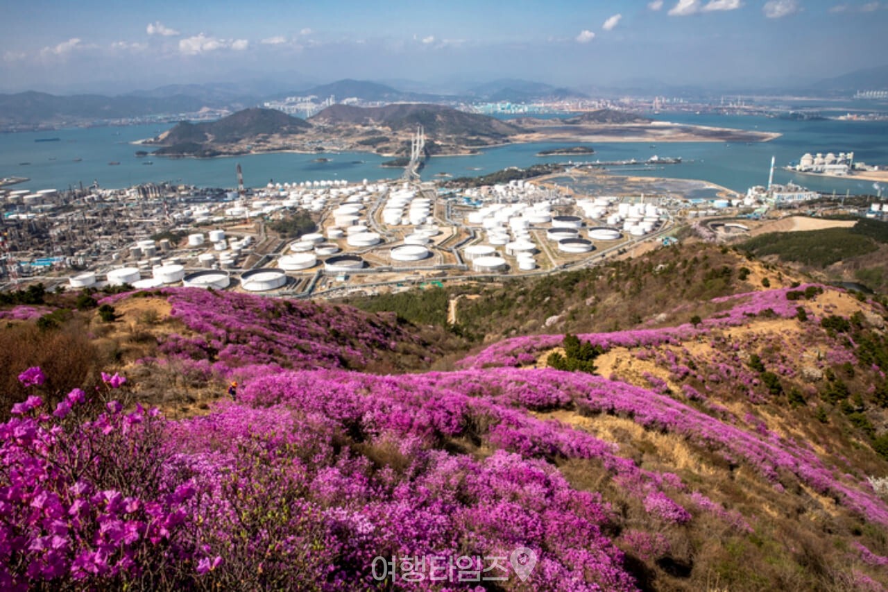 영취산 진달래 / 사진=게티이미지뱅크