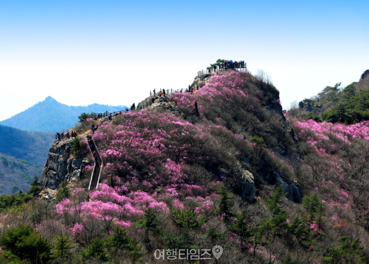 영취산 진달래 / 사진=게티이미지뱅크