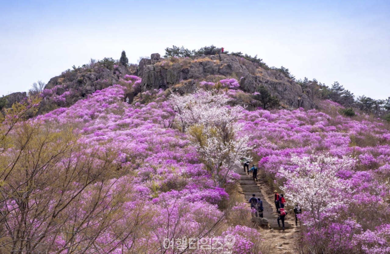 영취산 진달래 / 사진=게티이미지뱅크