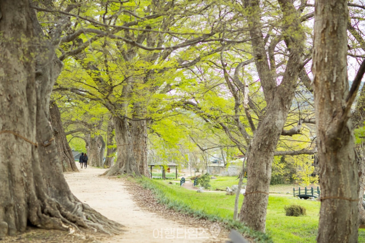 담양 관방제림 / 사진=게티이미지뱅크