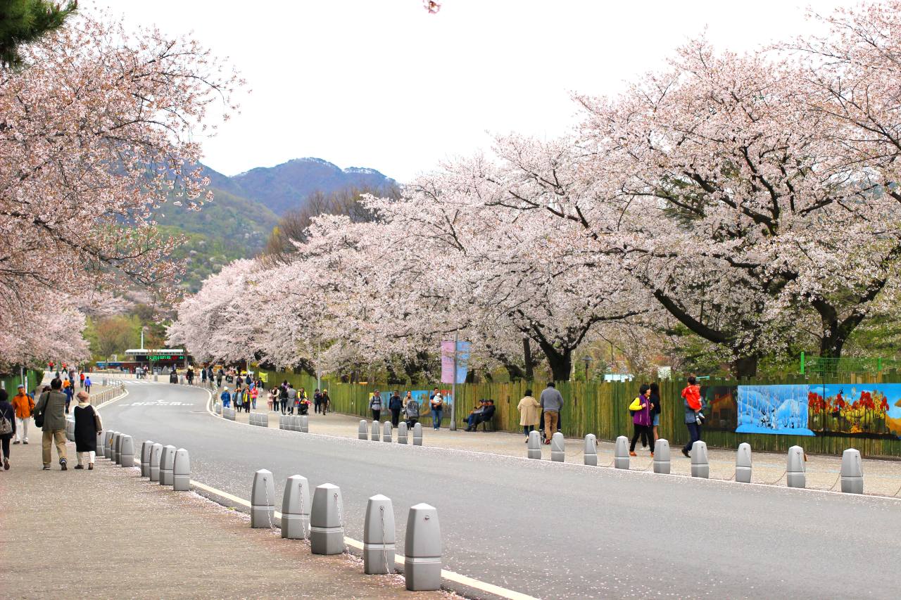7km 벚꽃 터널 / 사진=경기관광플랫폼@여인필