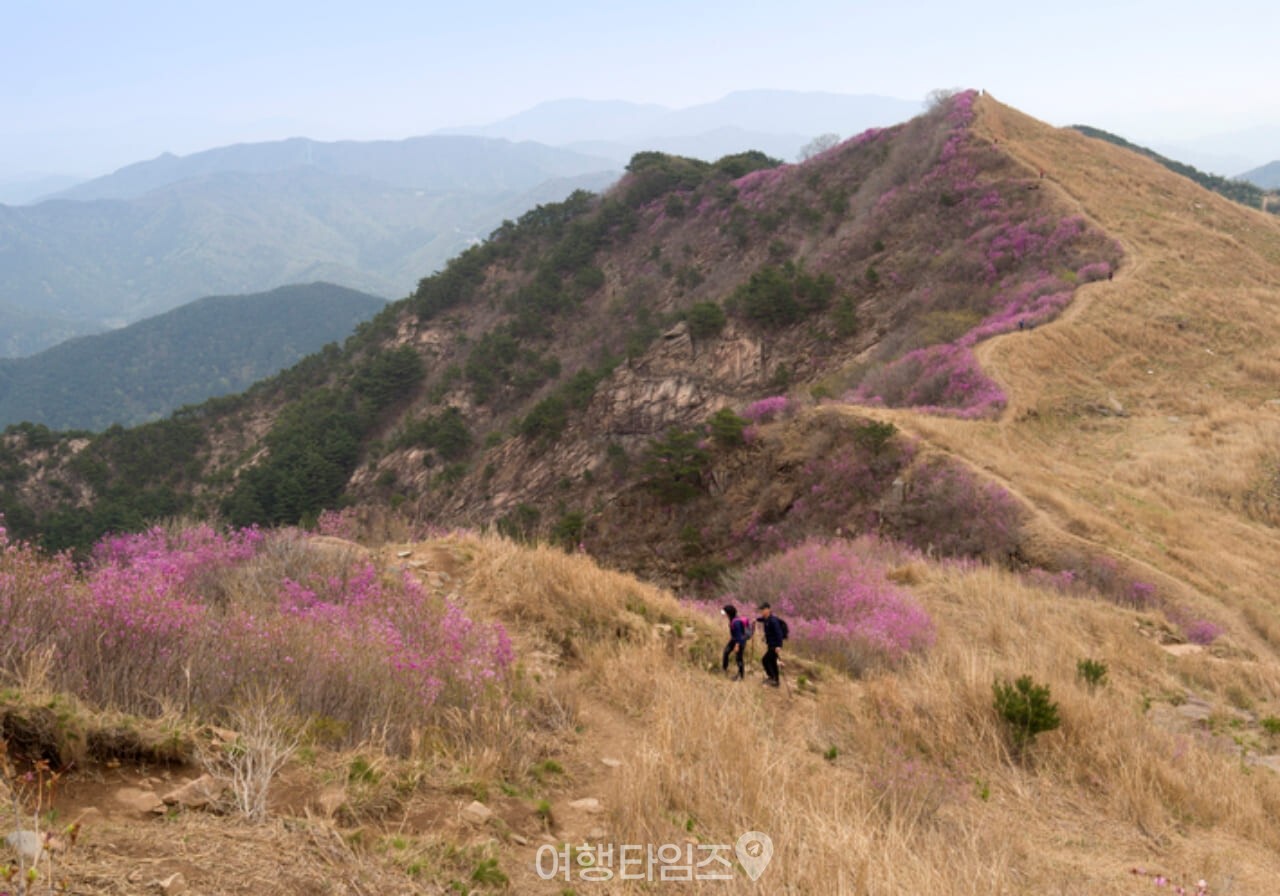 화왕산 진달래 / 사진=게티이미지뱅크