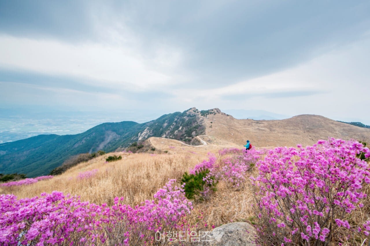 화왕산 진달래 / 사진=게티이미지뱅크