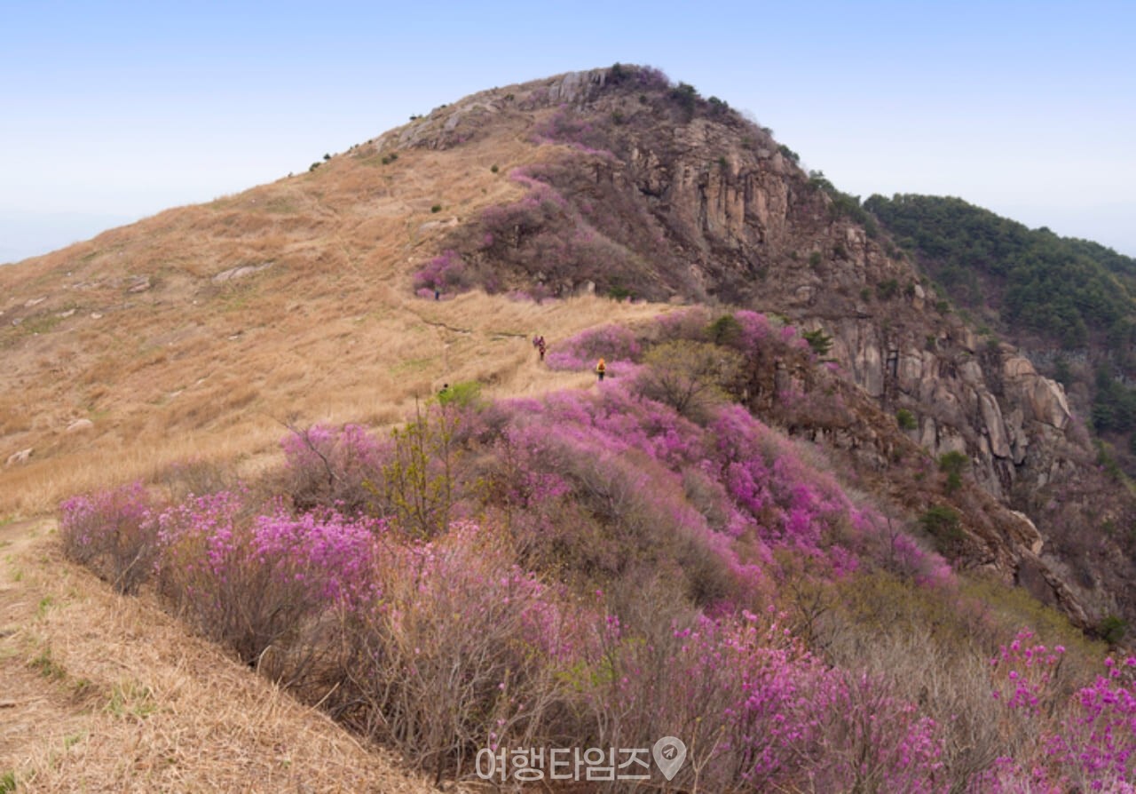 화왕산 진달래 / 사진=게티이미지뱅크