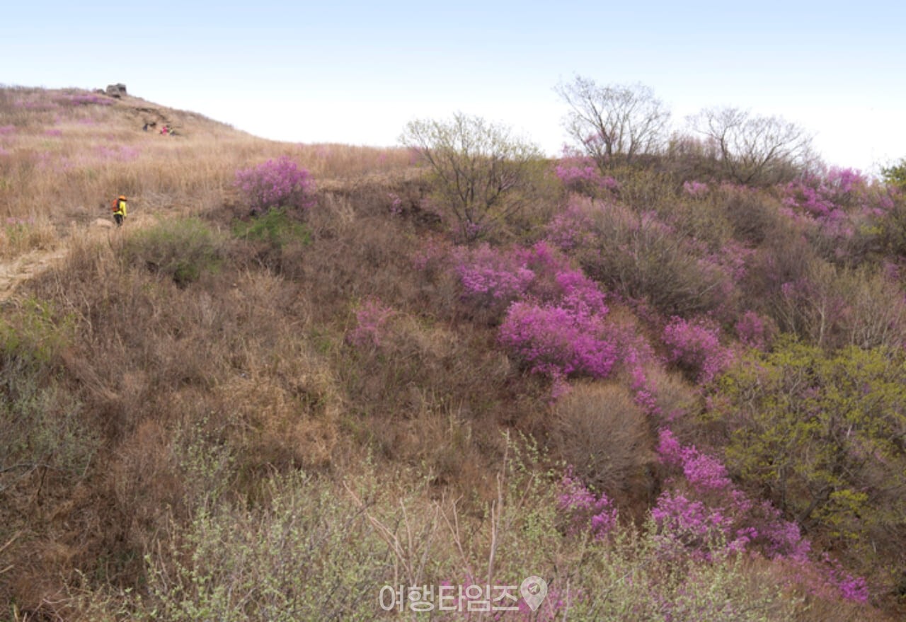 화왕산 진달래 / 사진=게티이미지뱅크