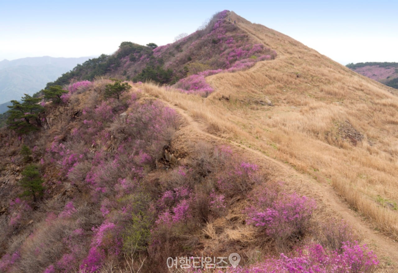 화왕산 진달래 / 사진=게티이미지뱅크