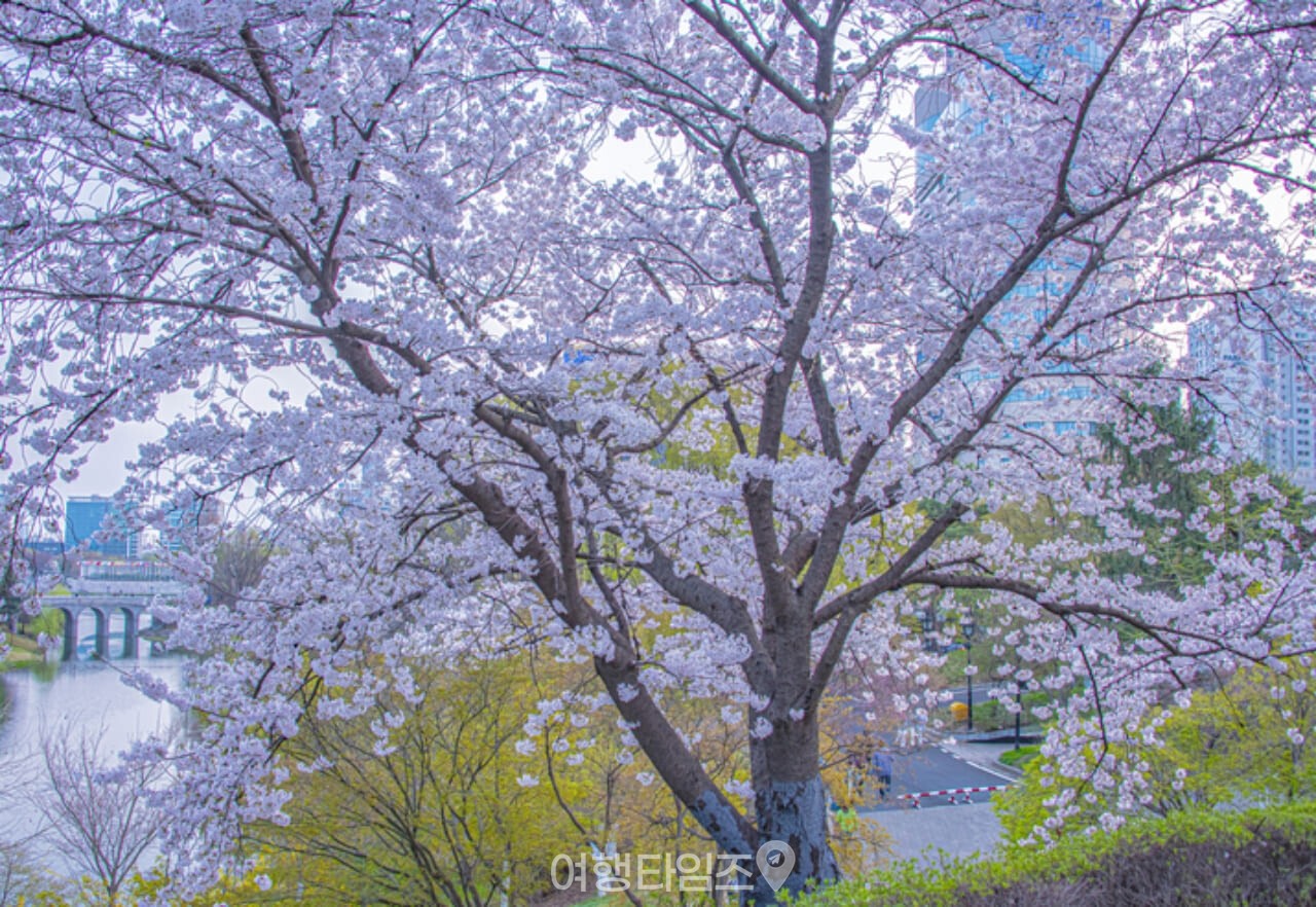 서울 올림픽공원 벚꽃 / 사진=게티이미지뱅크