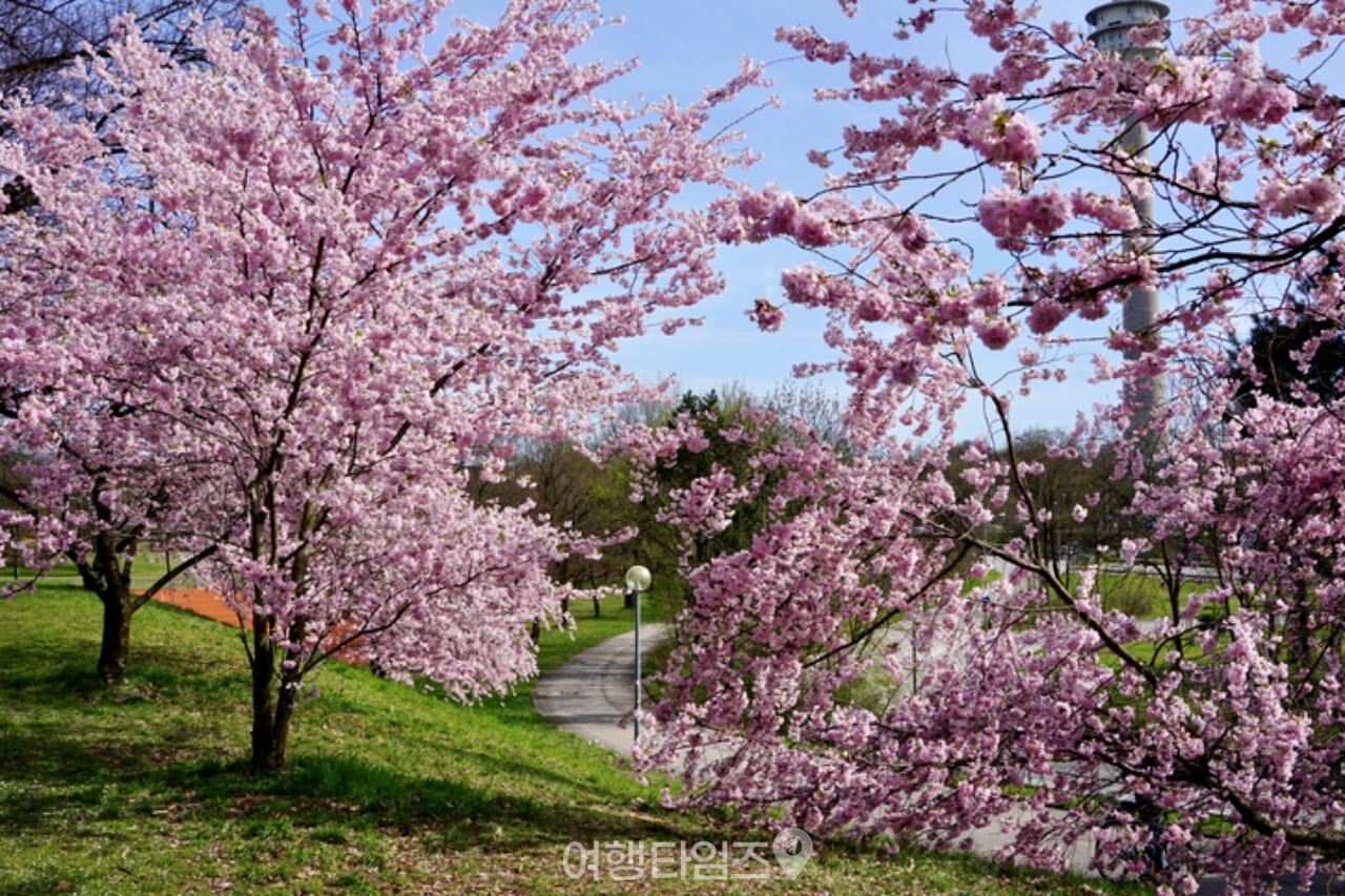 서울 올림픽공원 벚꽃 / 사진=게티이미지뱅크