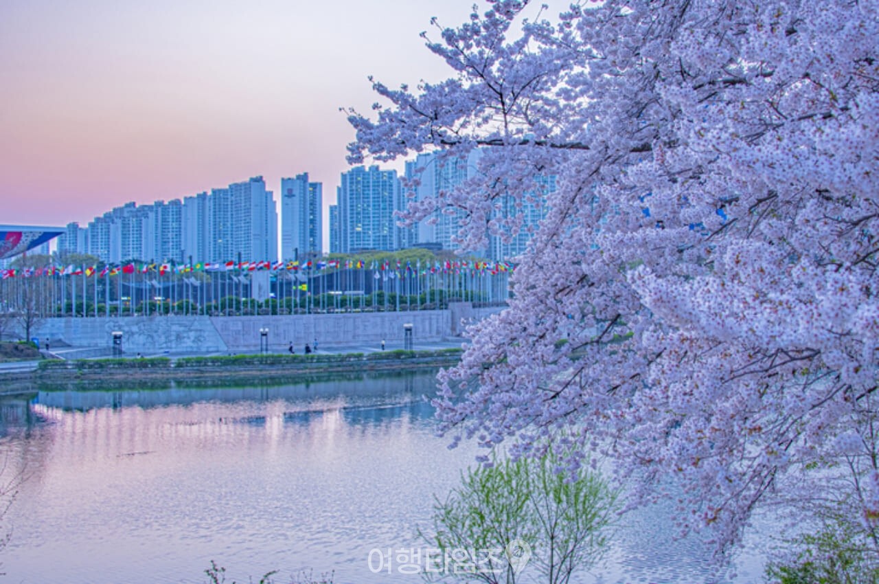 서울 올림픽공원 벚꽃 / 사진=게티이미지뱅크