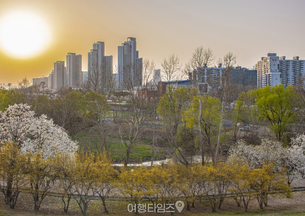 서울 올림픽공원 벚꽃 / 사진=게티이미지뱅크