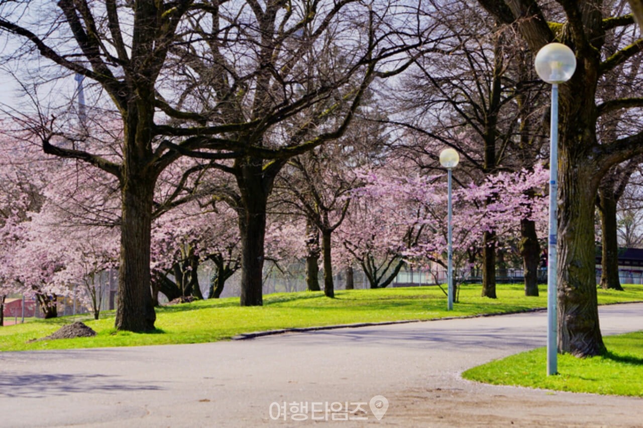 서울 올림픽공원 벚꽃 / 사진=게티이미지뱅크