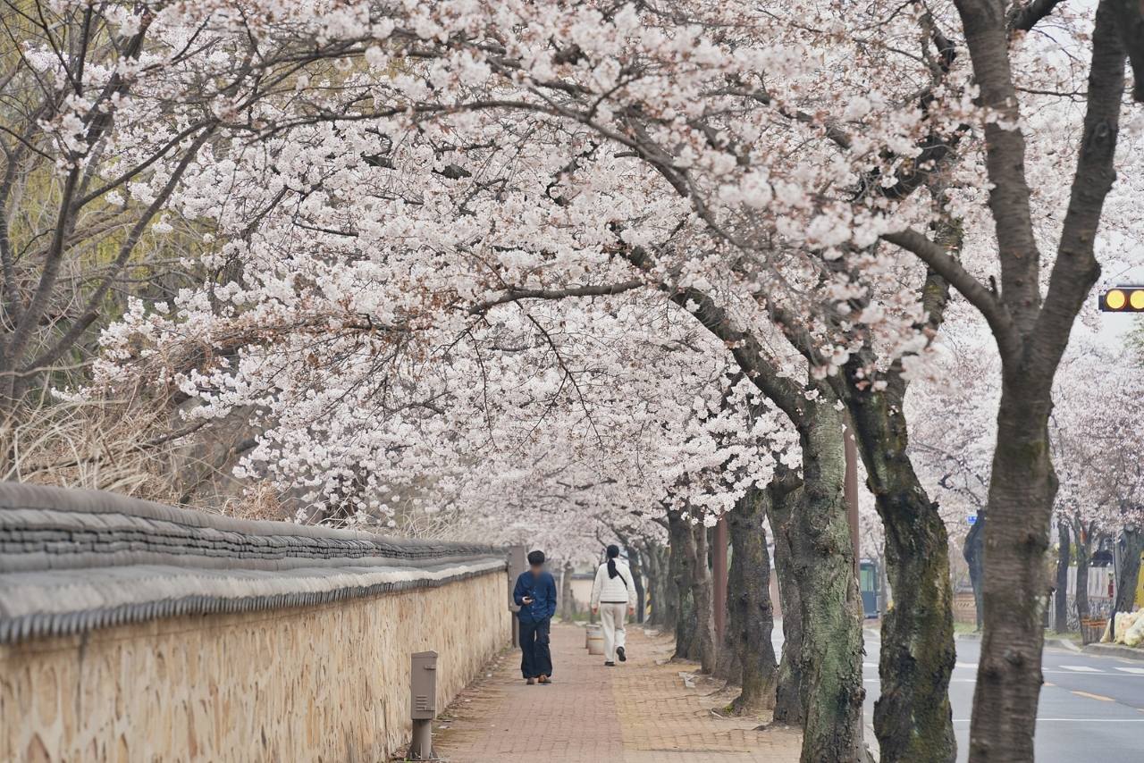 경주 오릉 돌담길 / 사진=경주문화관광