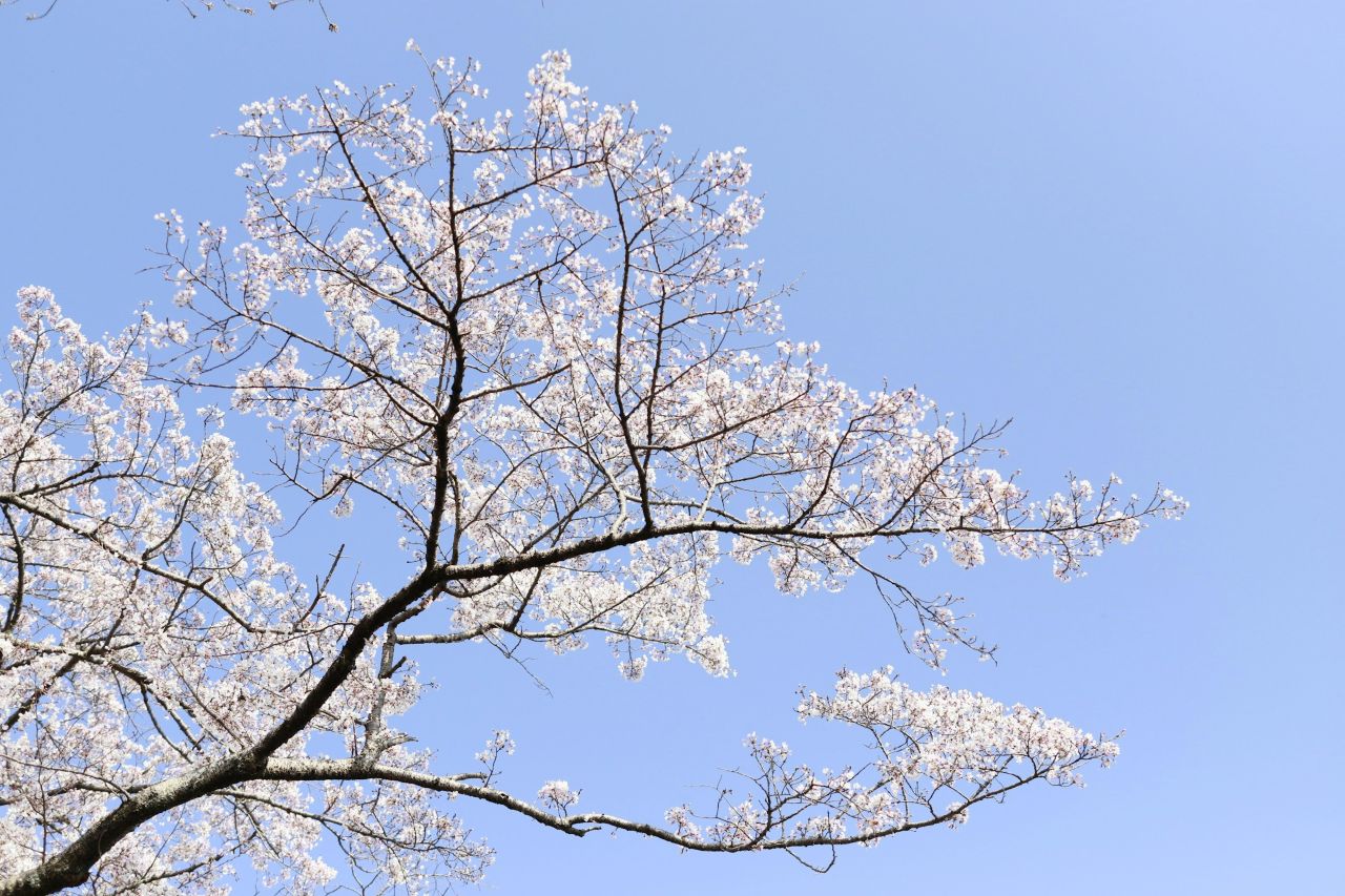소메이요시노 / 사진=unsplash@F'ee Mouangsun