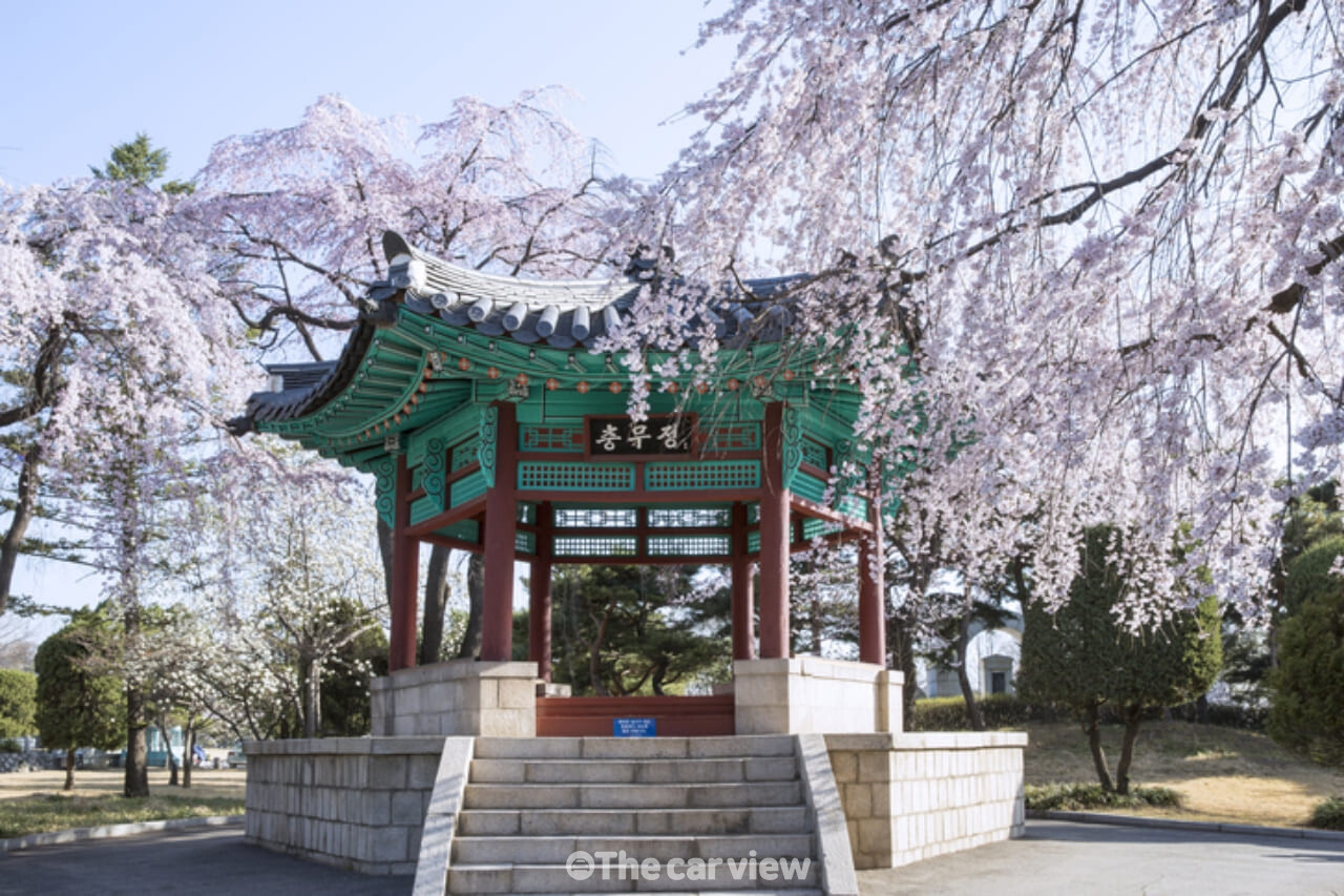 국립현충원 벚꽃 / 사진=게티이미지뱅크