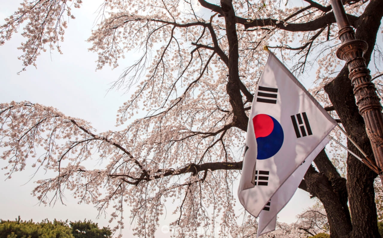 국립현충원 벚꽃 / 사진=게티이미지뱅크