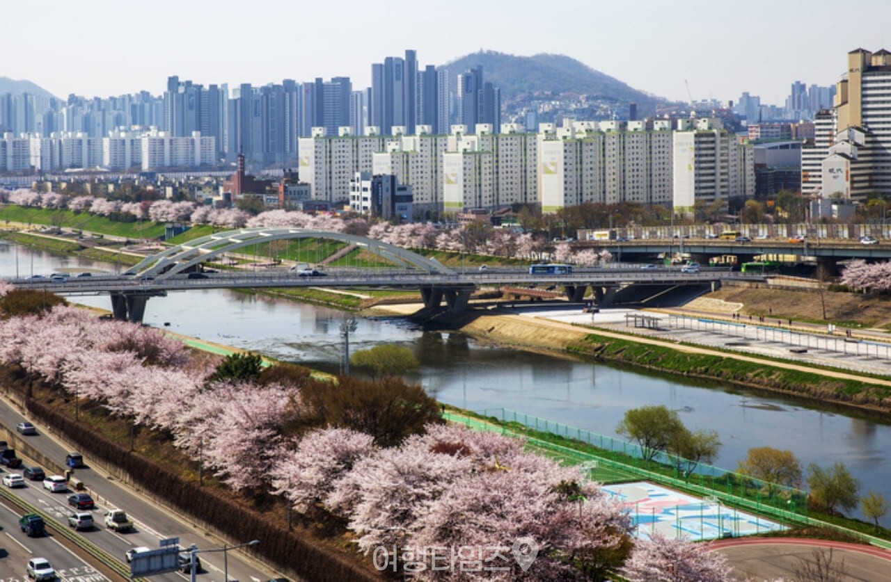 안양천 벚꽃 / 사진=게티이미지뱅크