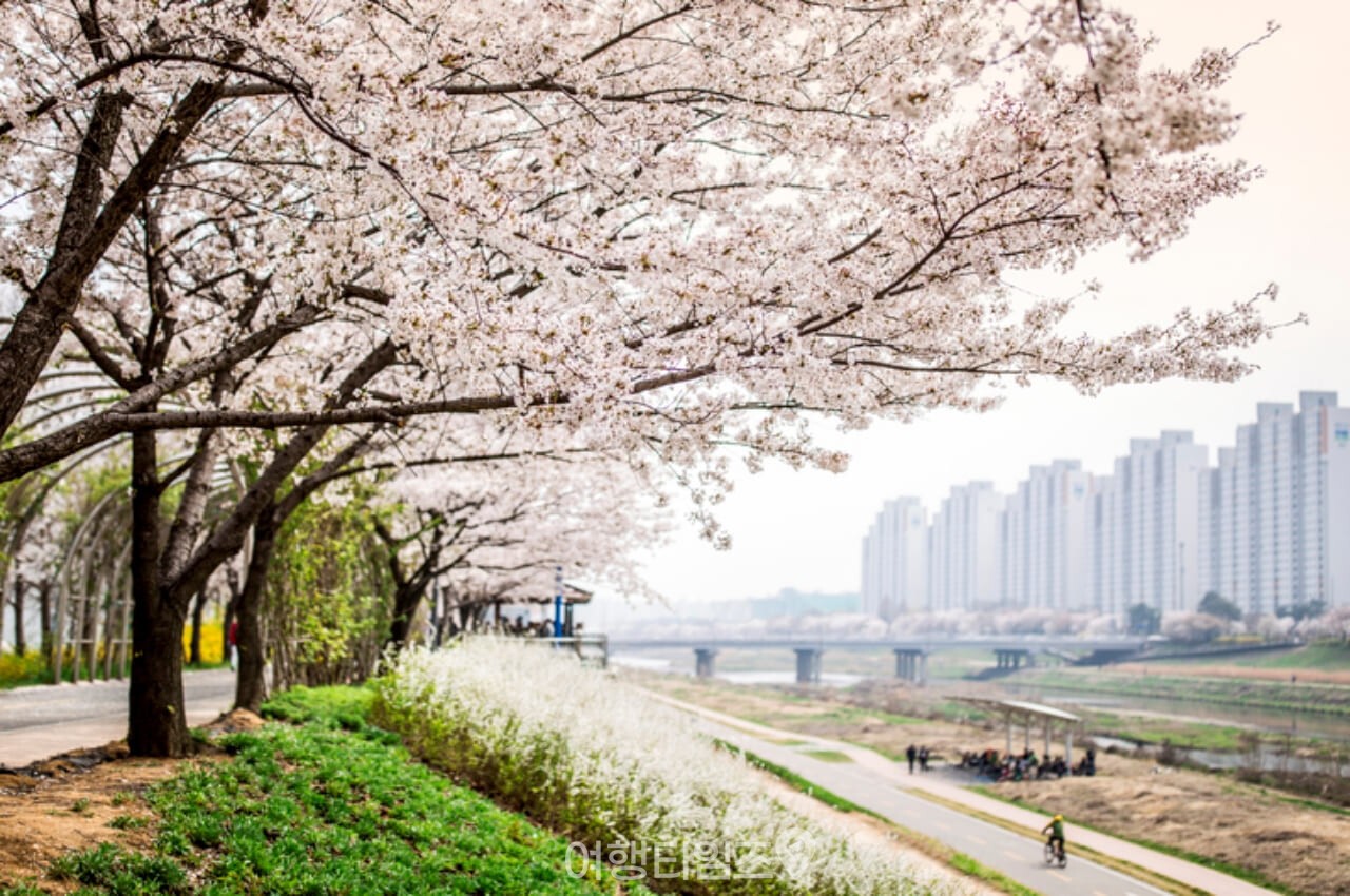 안양천 벚꽃 / 사진=게티이미지뱅크