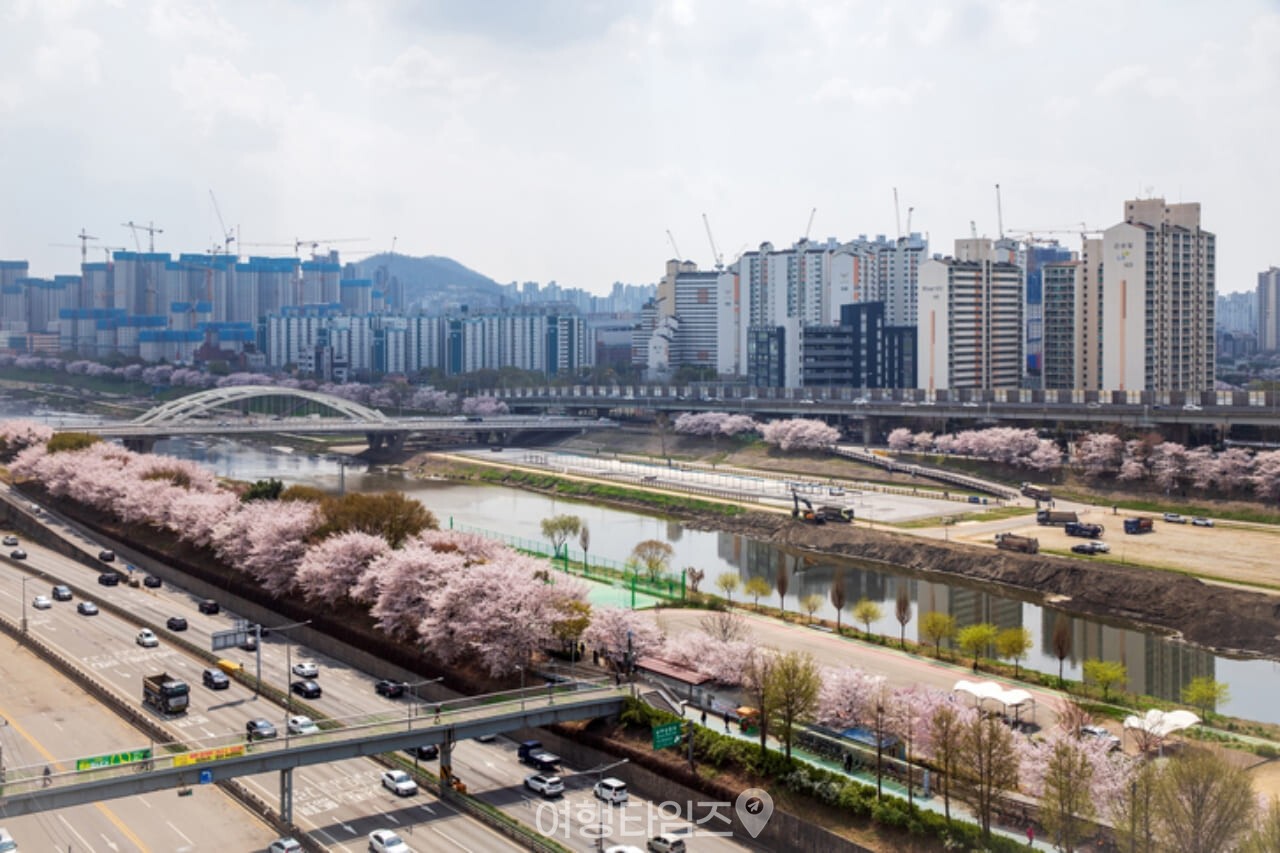 안양천 벚꽃 / 사진=게티이미지뱅크