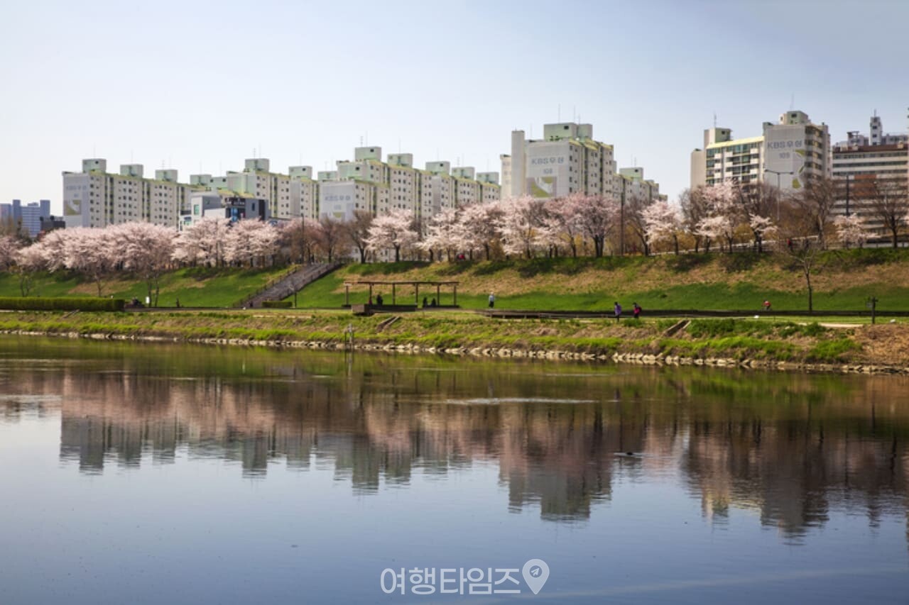 안양천 벚꽃 / 사진=게티이미지뱅크