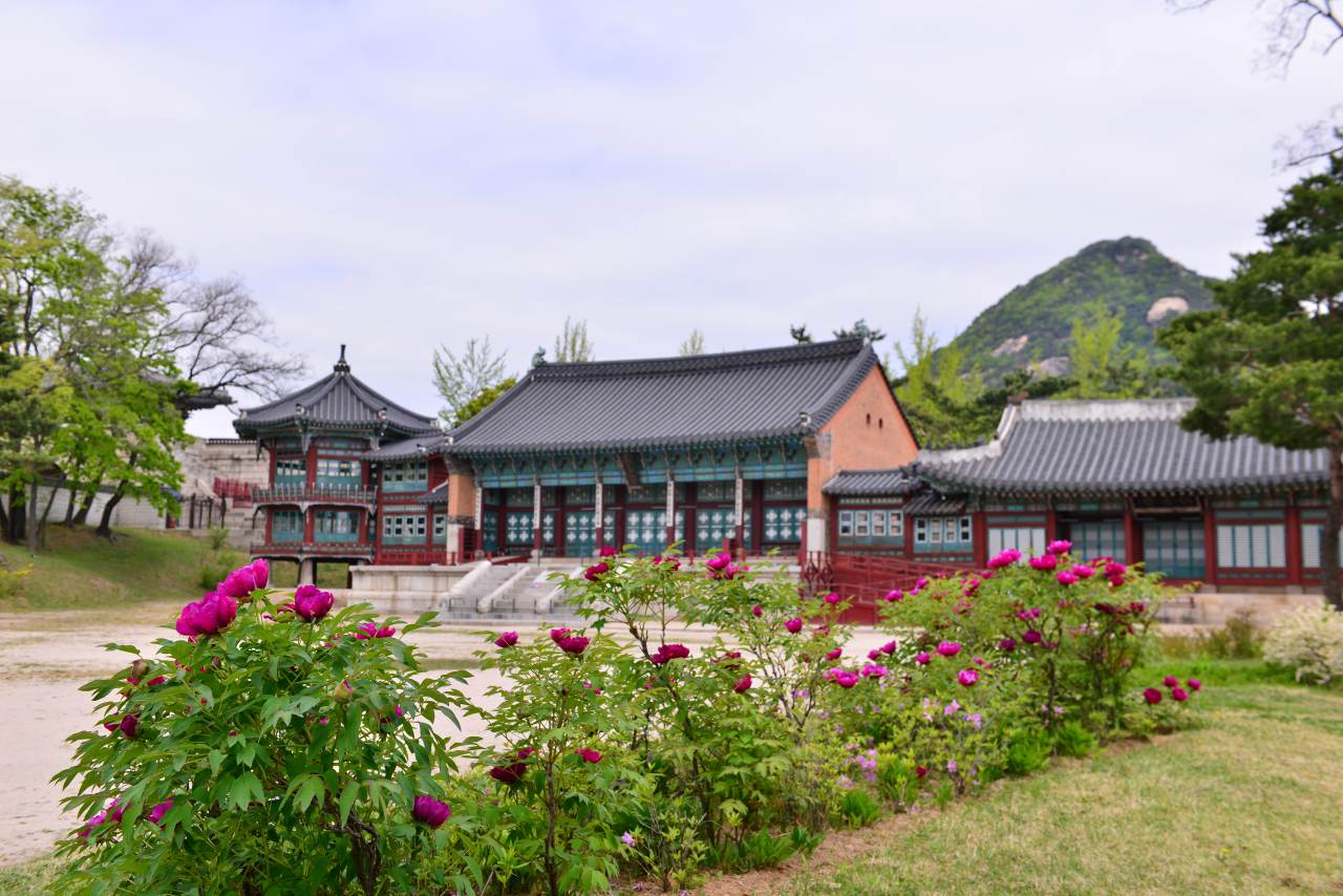 꽃들의 왕 모란이 경복궁 집옥재에 피었다 / 사진=여행작가 황정희 