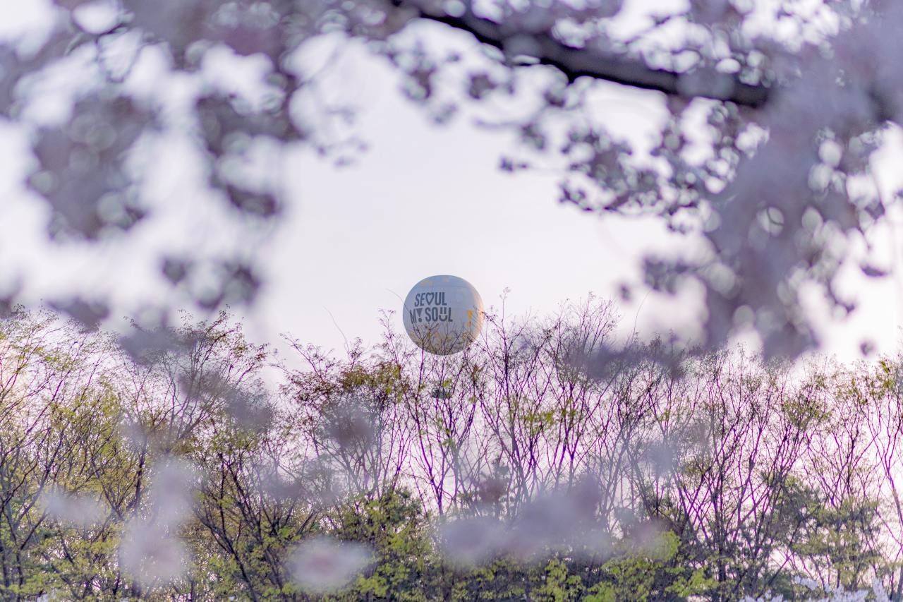 서울달 벚꽃