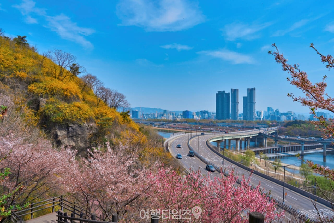 서울숲 벚꽃 / 사진=게티이미지뱅크