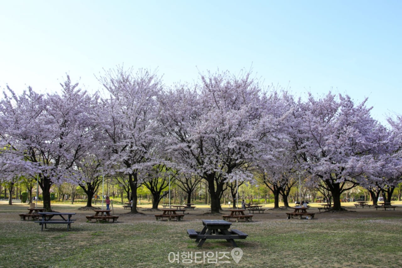 서울숲 벚꽃 / 사진=게티이미지뱅크