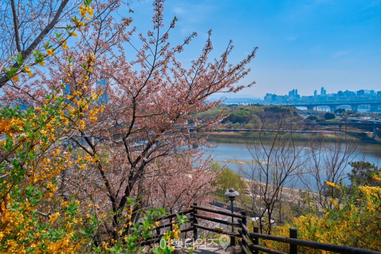 서울숲 벚꽃 / 사진=게티이미지뱅크