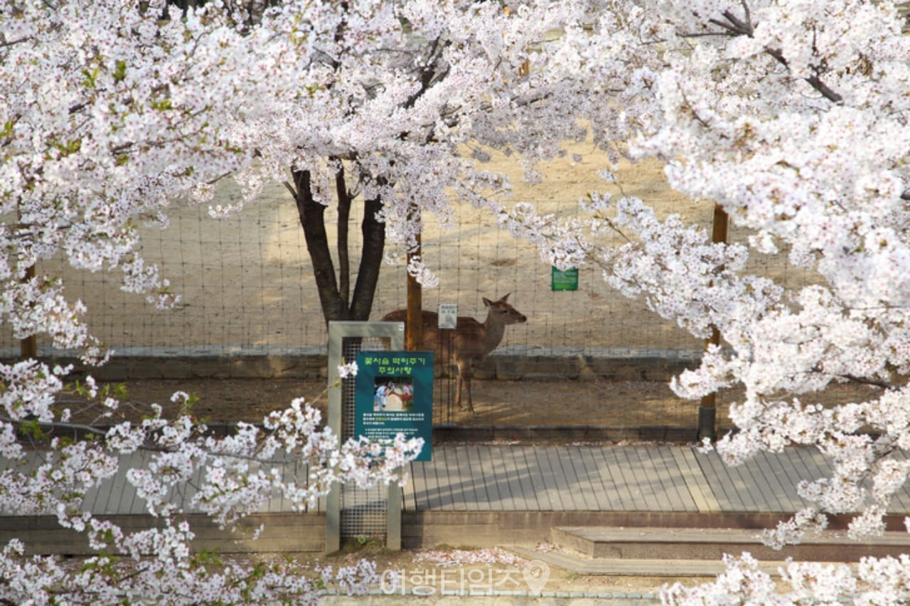 서울숲 벚꽃 / 사진=게티이미지뱅크